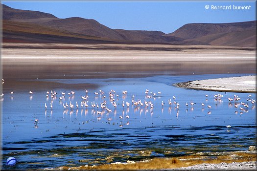 Flamingos in Laguna Blanca