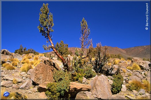 Queñoa (shred of the altiplano)