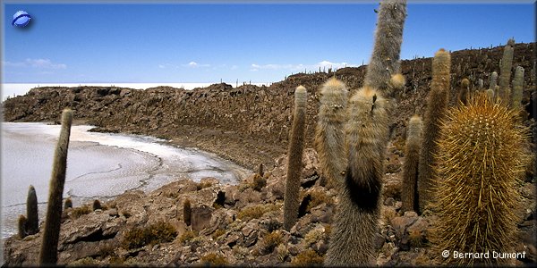 Salar of Uyuni, Incahuasi "island"