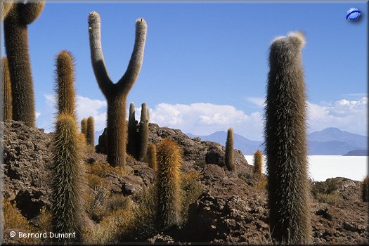 Salar of Uyuni, cacti of Incahuasi