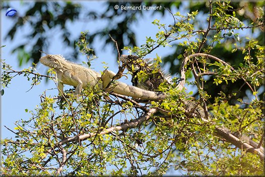 Parnaíba delta, couple of iguanas