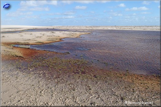 Lençóis Maranhenses, red water of the Rio Negro