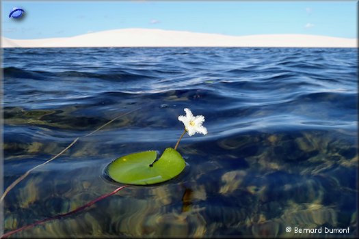 Lençóis Maranhenses, waterlily in the middle of a lagoon