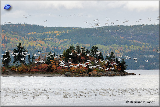 Wild geese at La Baie
