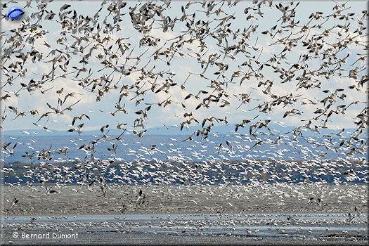 Geese at Cap Tourmente