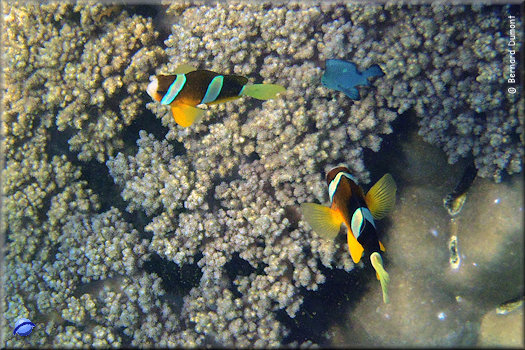 (Komodo National Park) Underwater view