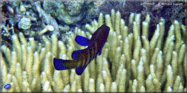 (Komodo National Park) Underwater view
