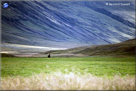 Lonely horse
