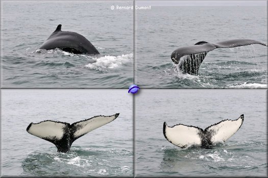 Whale watching near Húsavík