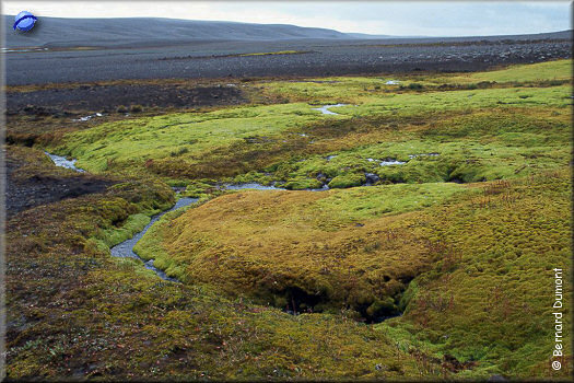 Fluorescent moss