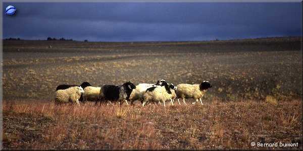 Sheeps