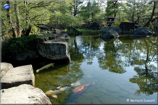 Himeji, carps in Koko-en garden