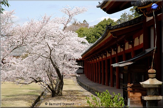 Nara, Todai temple (Todai-ji)
