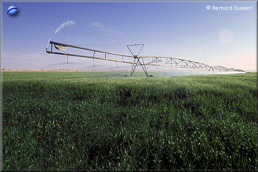 Watering of a circular lucerne field (radius : about 400 m)