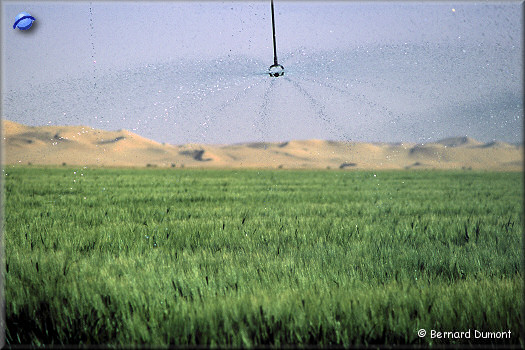 Watering of a circular lucerne field