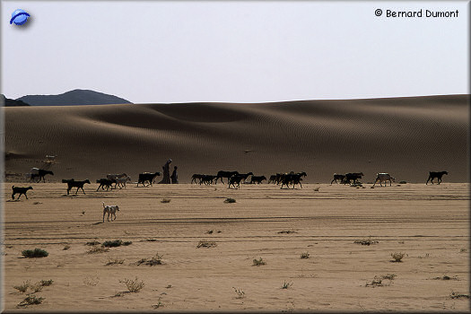Goats herd