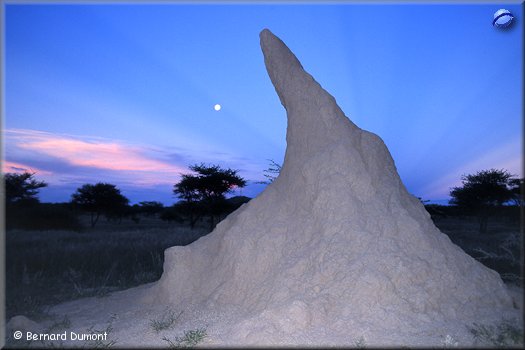 Termitary under moonlight