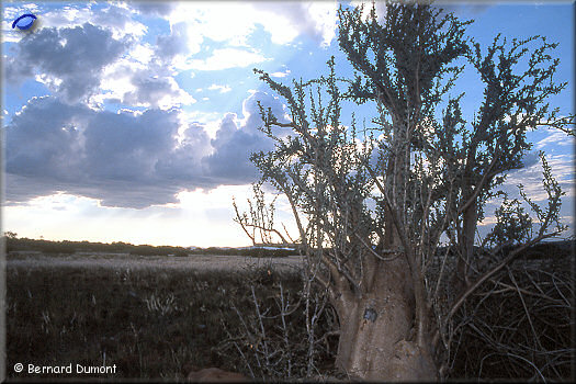 Near Palmwag