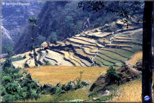 Terrace cultivation near Ghara