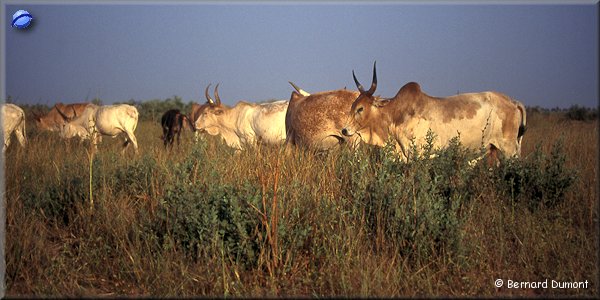 Cows