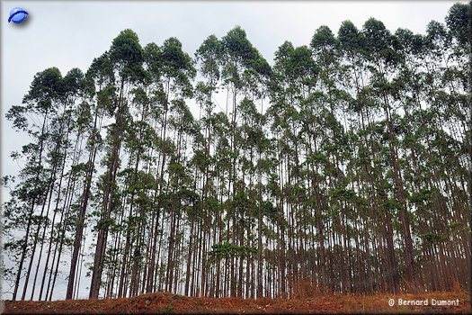 Eucalyptus plantation