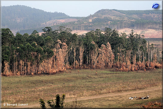 Mlilwane Wildlife Sanctuary