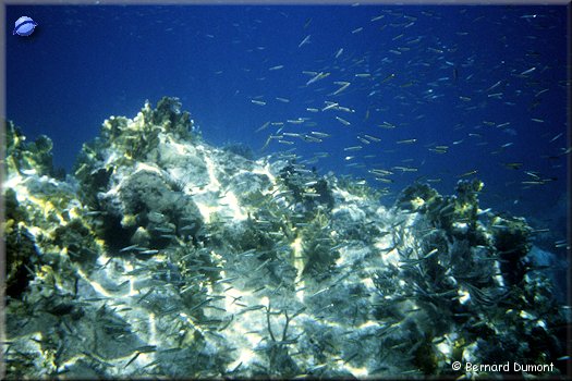 Norman Island, underwater view (shoal of little fishes)