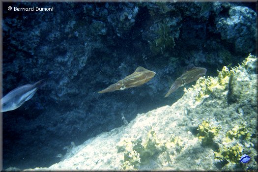 Norman Island, underwater view (parrotfish and cuttlefishes)
