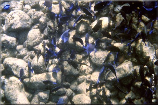 Jost Van Dyke, White Bay, underwater view