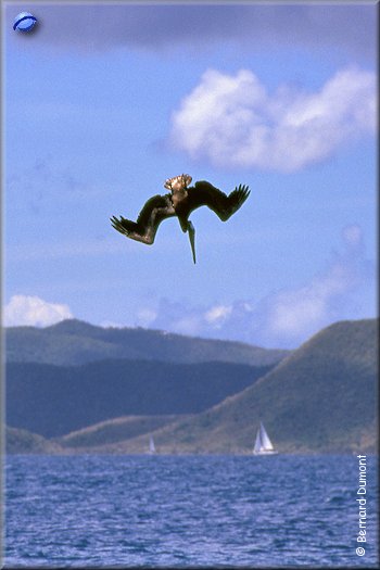 Sandy Spit, pelican plunging into the water