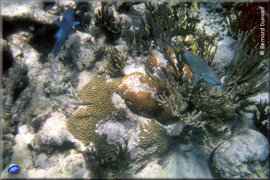 Sandy Spit, underwater view