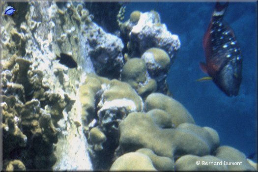 Virgin Gorda, underwater view