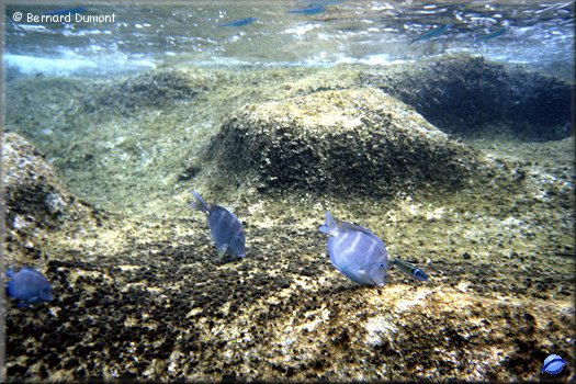 Virgin Gorda, underwater view