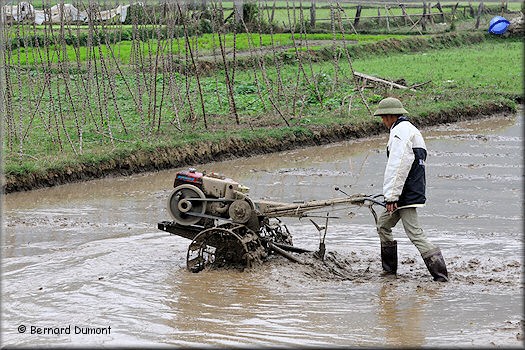 Ba Bể National Park, paddy field work