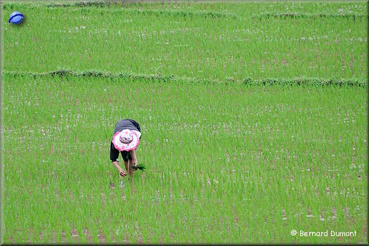 Pu Luong nature reserve, paddy fields