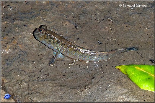 Mekong Delta, mudskipper (amphibious fish)