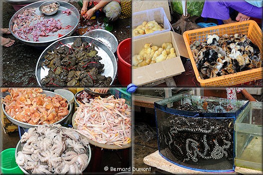 Mekong Delta, Vĩnh Long market : frogs, chicks, octopuses, snakes...