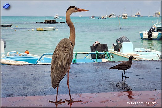 (Santa Cruz) Fish market at Puerto Ayora