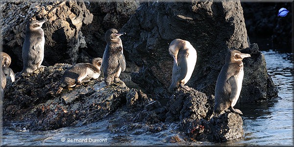 (Isabela, Las Tintoreras) Galápagos penguins