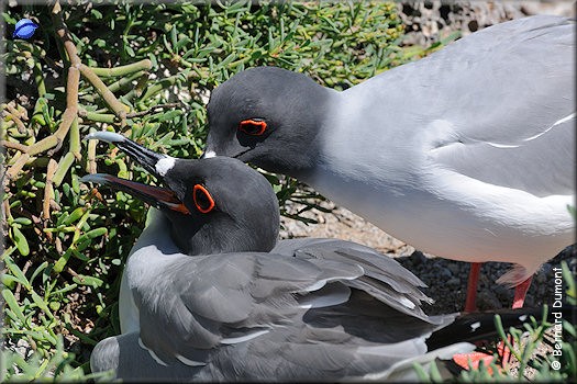(Plaza Sur) Swallow-tailed gull