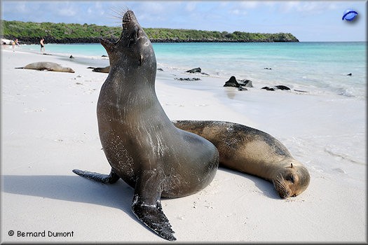 (Española, Gardner Bay) Sea lions