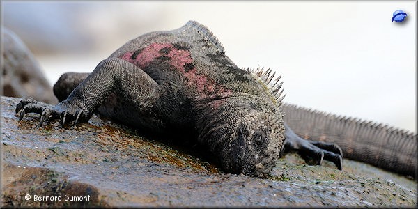 (Española, Gardner Bay) Marine iguana