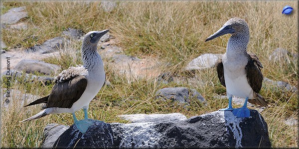 (Española, Punta Suárez) Blue-footed boobies