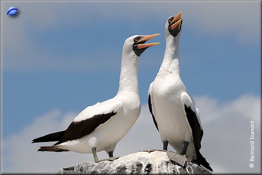(Española, Punta Suárez) Masqued boobies (Sula dactylatra)