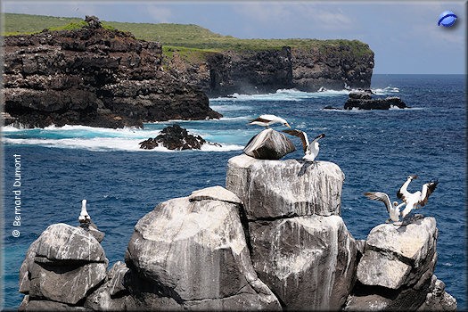 (Española, Punta Suárez) Masqued boobies