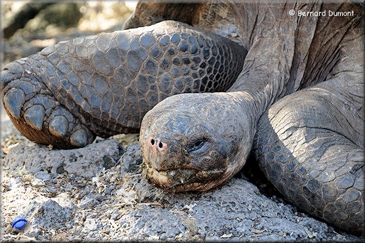 (Santa Cruz) Galápagos giant tortoise (Geochelone elephantopus)