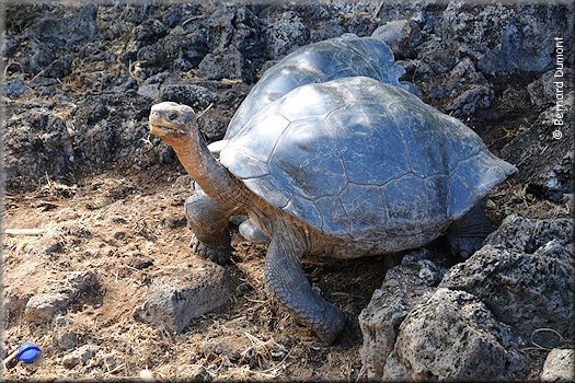 (Santa Cruz) Galápagos giant tortoise