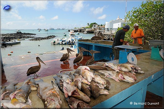 (Santa Cruz) Fish market at Puerto Ayora